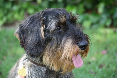 KimoMousse's profile picture. 