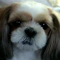 バイリンガル りん (@bilingualrin) Twitter profile photo