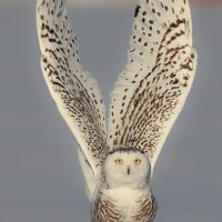 Vagabond 17 (@trampsx) 's Twitter Profile