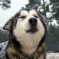 アキラ (@my9ipc5rwmk3uwb) 's Twitter Profile