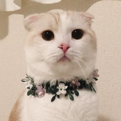 はなぼくろ きなこさんのプロフィール画像