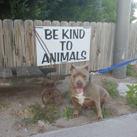 The Happiest Bully Dog(@DeafdogEileen) 's Twitter Profile Photo