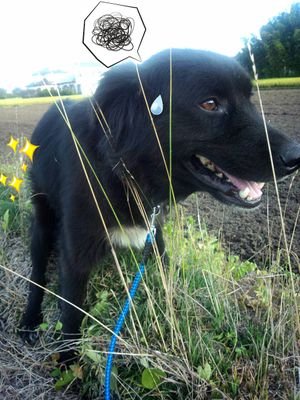 sakamo_j's profile picture. にんげんだもの。