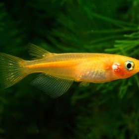市ヶ谷フィッシュセンター メダカ めだかのおやつにおススメ みじんこ浮き草のご案内です 胃の無いメダカの常備フードに 水面に浮かべれば いつでも食べれるのでメダカの痩せ防止になります 楽しいくらい パクパク食べますよ 市ヶ谷フィッシュセンター メダカ めだかのおやつにおススメ みじんこ浮き草のご案内です 胃の無いメダカの常備フードに 水面に浮かべれば いつでも食べれるのでメダカの痩せ防止になります 楽しいくらい パクパク食べますよ