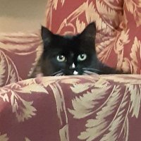 Carolyn Wood (@canniew54) 's Twitter Profile