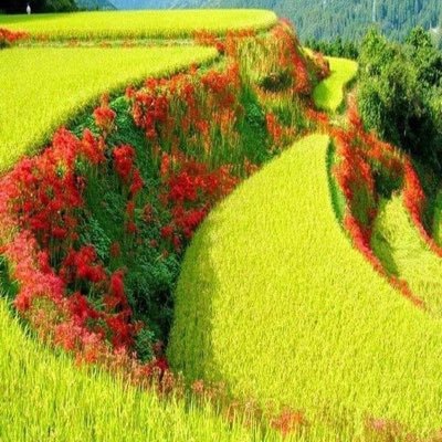 Ibrahee66320882's profile picture. Shaik