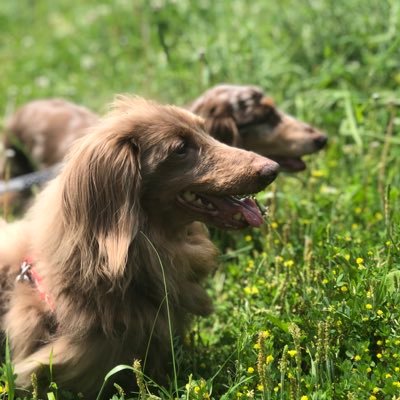 nago3dogs's profile picture. 名古屋に暮らす老犬ダックスの日常と、アートな日々。