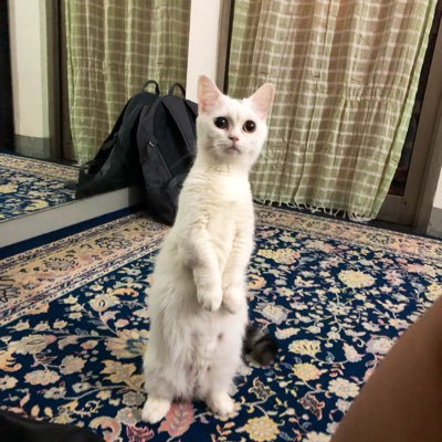 ariantinying's profile picture. 