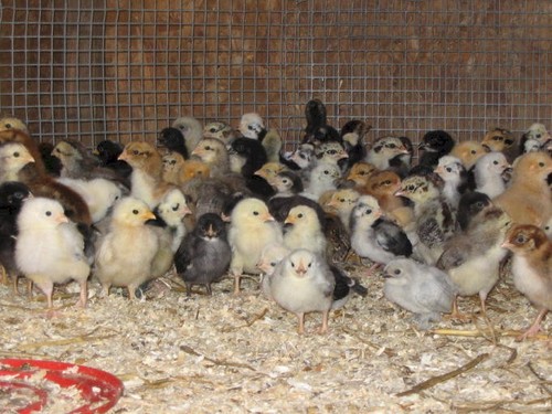 I breed pure bred chickens some are rare.  They are all wonderful and full of character