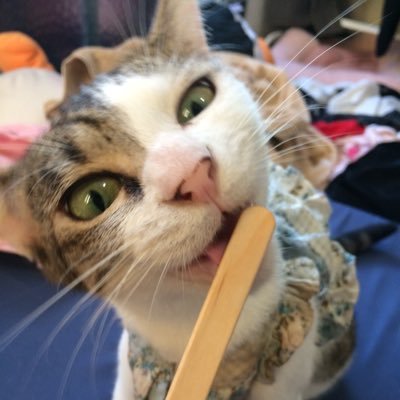 xpikoxxさんのプロフィール画像