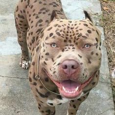 pachilaravia's profile picture. Smart