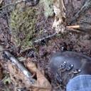 Samara Phelps - @sammysu - Twitter