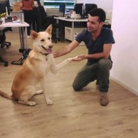Daniel Dvir (@dandvir) 's Twitter Profile