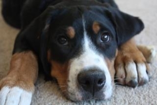 Hubbub25's profile picture. I know it's a picture of the dog...as soon as he learns how to work the camera and not eat it I will have him take a picture of me and post it.