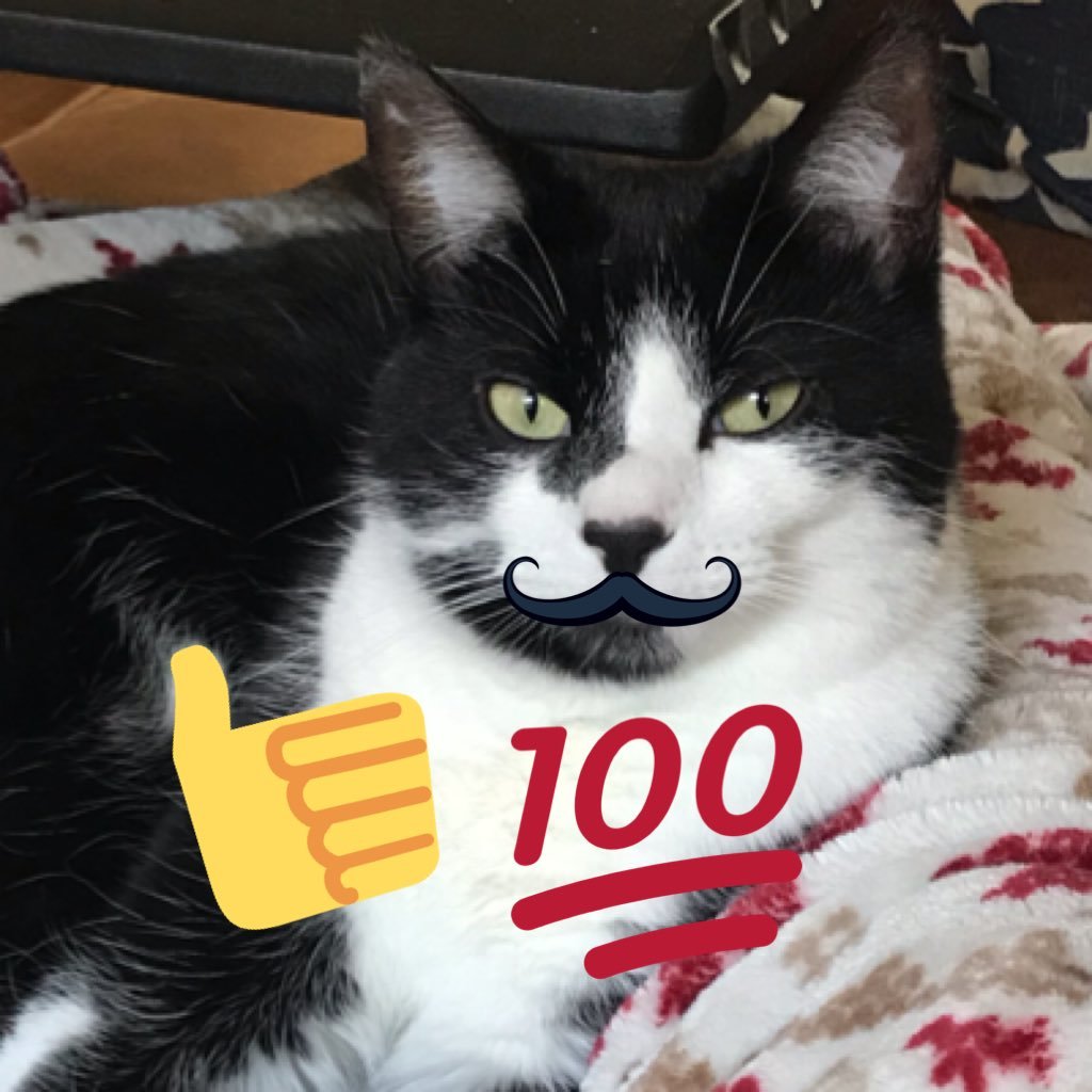 FeebtheMathCat's profile picture. 