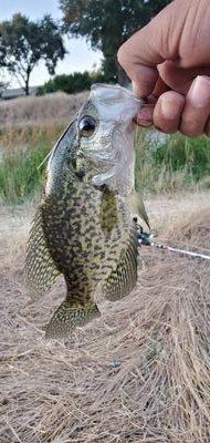 Scottscreekfis1's profile picture. Trying to become a better fisherman. Not a pro.