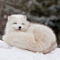 Fur-Free Massachusetts (@furfreema) 's Twitter Profile