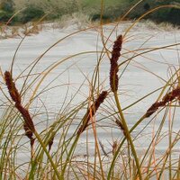 CoastalRestorationTrustNZ (@dunestrustnz) 's Twitter Profile