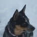 Wise Old Dog 🇺🇸 (@wiseolddog2) Twitter profile photo Wise Old Dog 🇺🇸 (@wiseolddog2) Twitter profile photo