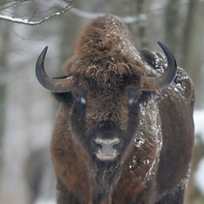 BigBisonHead Profile Picture