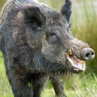 Your Only Source For Professional Feral Hog Ratings