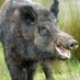 WeRateHogs (@hog_rates) Twitter profile photo WeRateHogs (@hog_rates) Twitter profile photo