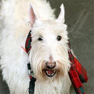 gothambill's profile picture. Don't take Rybelsus if you're allergic to Rybelsus