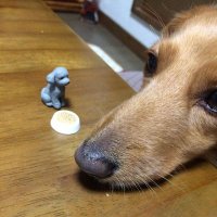 びーたむ (@prmohoan) 's Twitter Profile