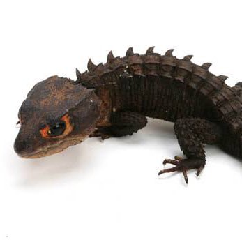 kabutotokage's profile picture. シストレのみ