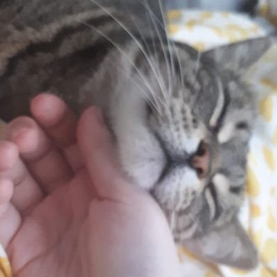 smackletweets's profile picture. hi I'm river, I'm mentally ill & I'm writing a blog about it 🌼 small mundane acts of compassion kindness love and empathy 🌼