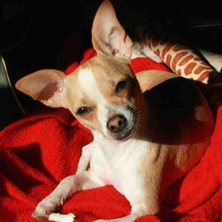 Kaithechihuahua's profile picture. 