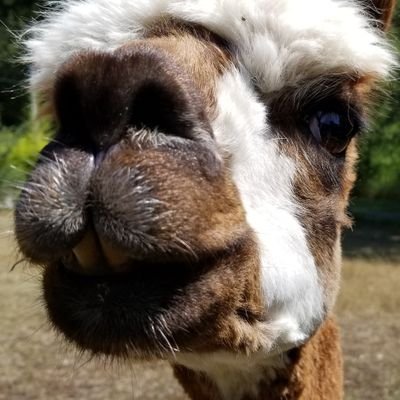 He/Him 
Professional Nerd | Passionate Geek | I have heard of 'The Cybers' | Veteran | A human, not an alpaca (allegedly) | @DCgroup253 | Goon
↑↑↓↓←→←→BA
