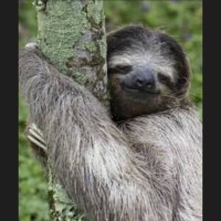 Slothsforme(@slothsforme) 's Twitter Profile Photo