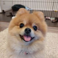 タタミちゃん (@tatami_20160605) 's Twitter Profile Photo タタミちゃん (@tatami_20160605) 's Twitter Profile Photo