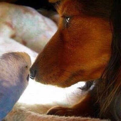 AppleCandyJP1's profile picture. 結婚40年越えの #ヘルプマーク 所持者です。天使になった愛犬“小春”がいたらと思う日々。ところがそれを忘れてしまうほどの“わがままな夫”にブンブン振り回されています。2022.05.04 #肥大型心筋症。同年7月 #COPD。持病があってもぜんぜん大切にしてもらえませ〜ん