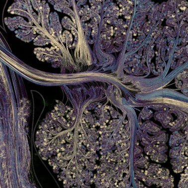 UCBerkeley Psychology Profile
