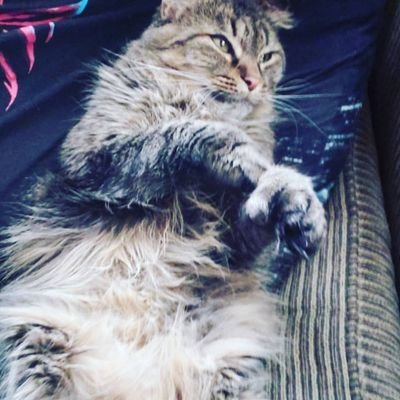 Does some tech stuff | Outta Shape Fitness Enthusiast | MMA Fan | Aspiring Outdoors Person