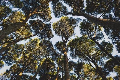 TotaraPilot's profile picture. Sturdy tōtara - sustainable communities