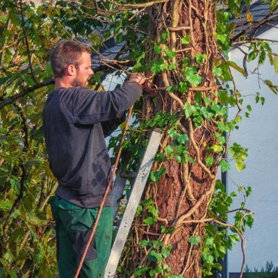 TreeremovalACT's profile picture. Canberra Tree Service Pros provides various tree removal and tree care services in and around Canberra.