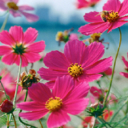 LEE WHI MIN - @cosmos1407 - Twitter