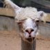 HiRatio Llamas Profile picture