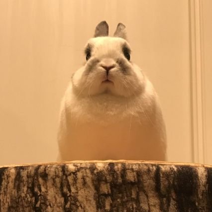 Don El_さんのプロフィール画像