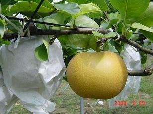 enjoyfruits's profile picture. 栃木県茂木町で果樹栽培をしています。