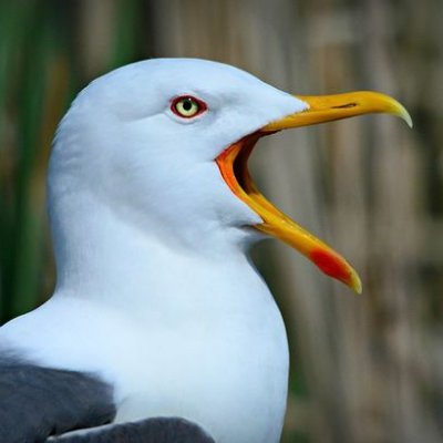 SimpleGull Profile Picture