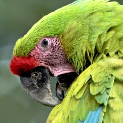 A non-profit conservation organization dedicated to restoring wild parrot populations through hands on management, community outreach and habitat protection.