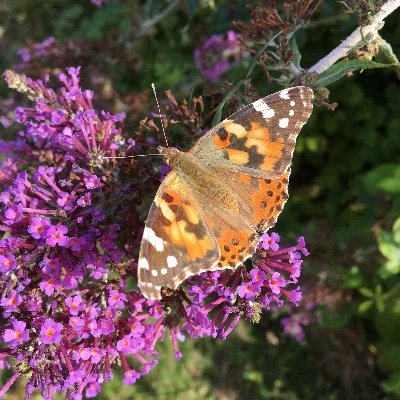 Suffolk resident, eccentric in training who values kindness in people.