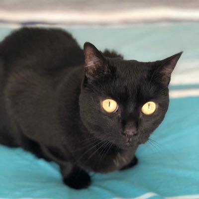 anne_corris's profile picture. 