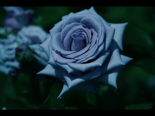 Madame Galenさんのプロフィール画像