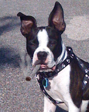 activistnews's profile picture. Activist News... News, events and commentary.