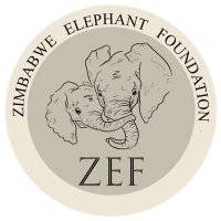 Zimbabwe Elephant Foundation(@ZimbabweElepha1) 's Twitter Profile Photo